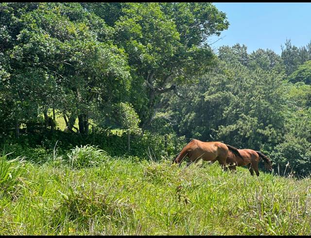 16,870M² VACANT LAND FOR SALE IN SALT ROCK